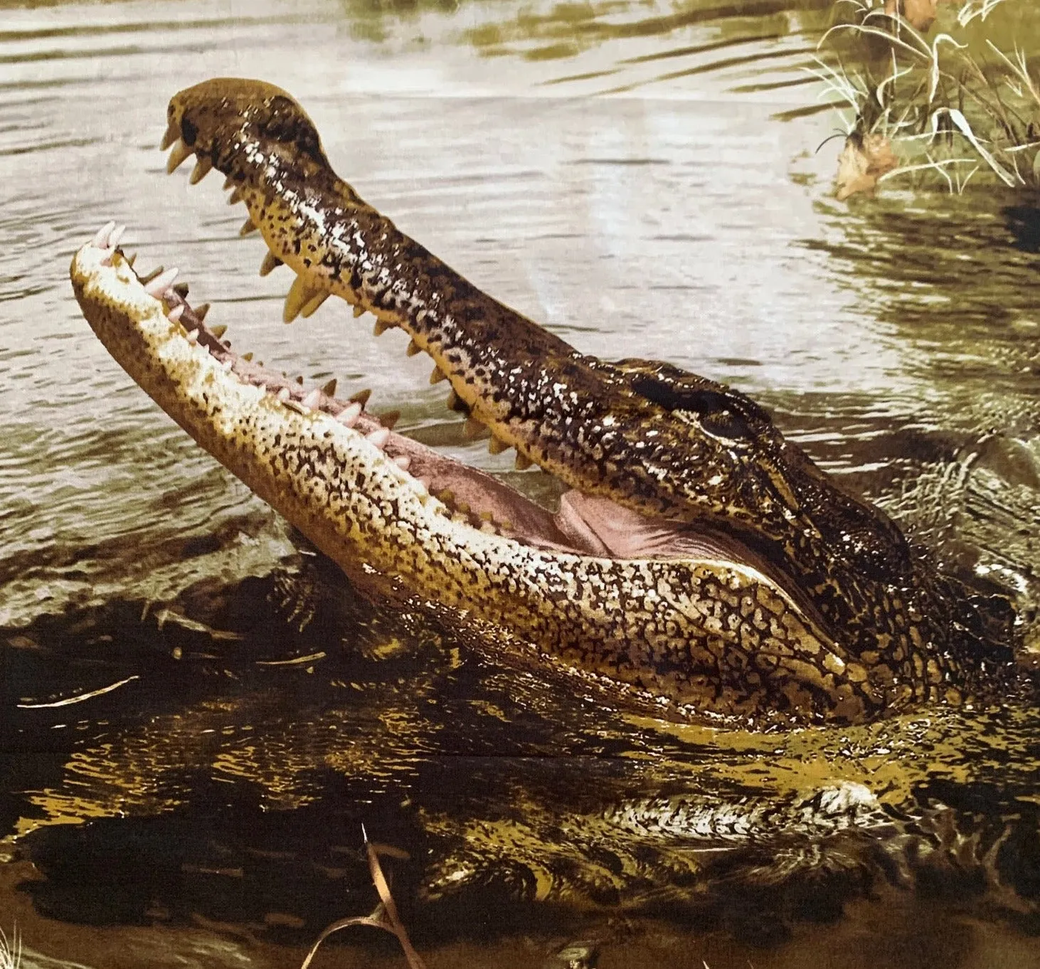 Alligator Panel