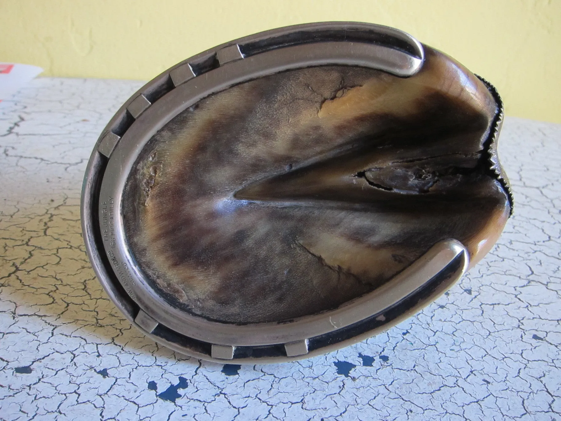 Antique Horse Hoof Match Holder and Striker by Roland Ward & Co Limited