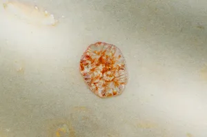 Diamond Slice