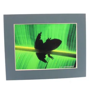 Jim Wainwright Frog Shadow Print