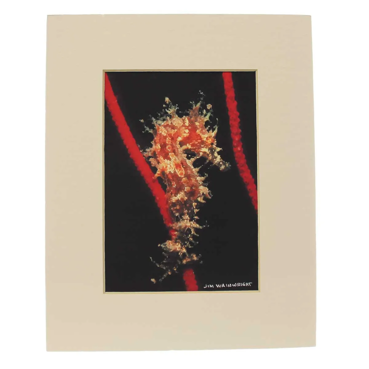 Jim Wainwright Lined Seahorse