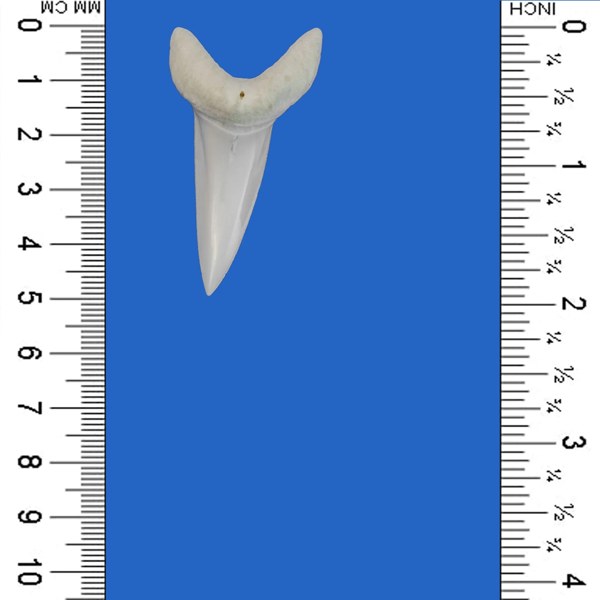 Large Mako Shark Tooth LTM4