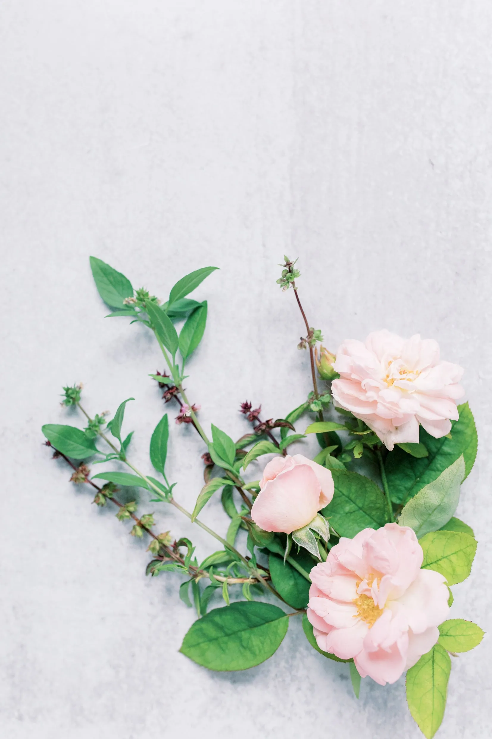 Stress Less Tulsi   Rose Tea